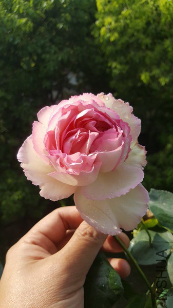 20190416_081722_��С��С.jpg