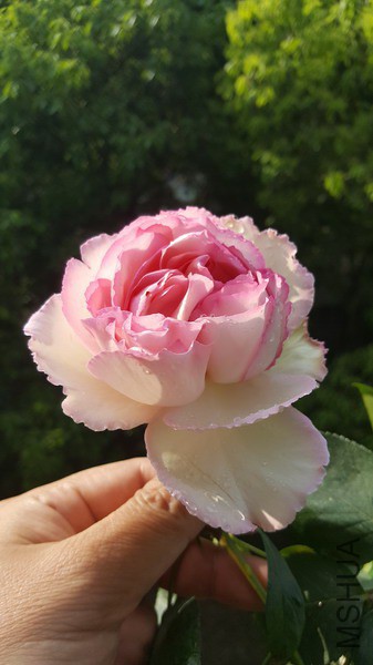 20190416_081747_��С��С.jpg