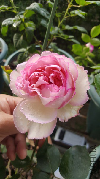 20190416_082034_��С��С.jpg
