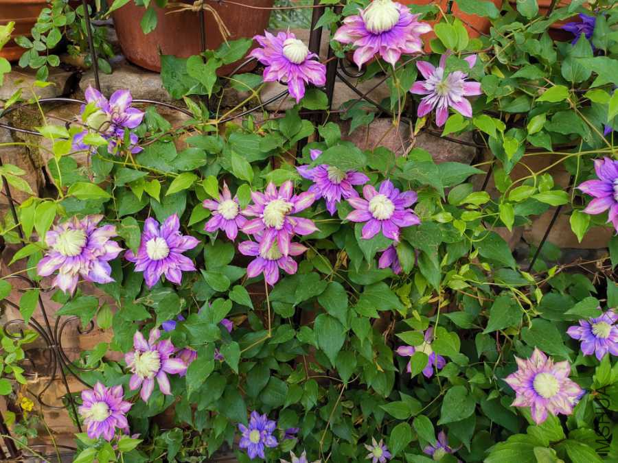 IMG_20190416_090807.jpg