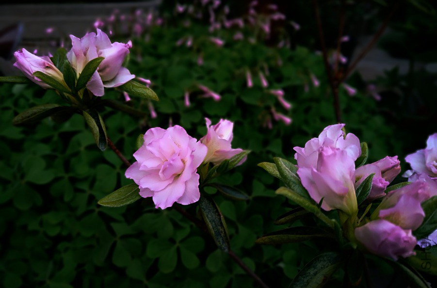 ΢��ͼƬ_20190416113917.jpg