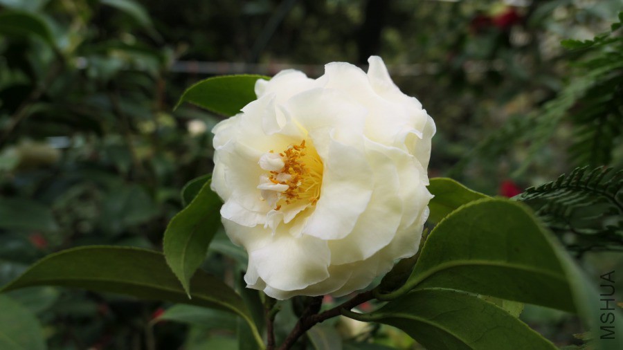 P1740491�Ƶ�����.jpg