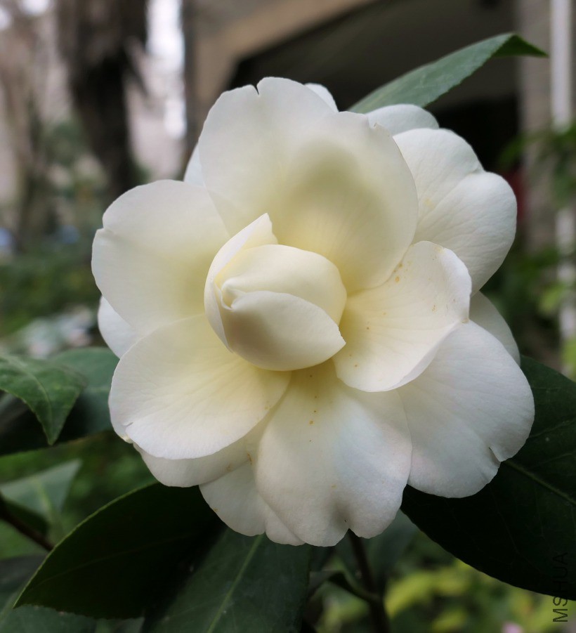 P1750005�ƴ�.jpg