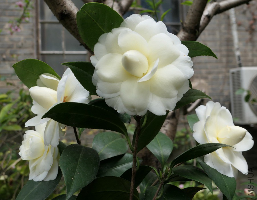 P1760532�ƴ�.jpg