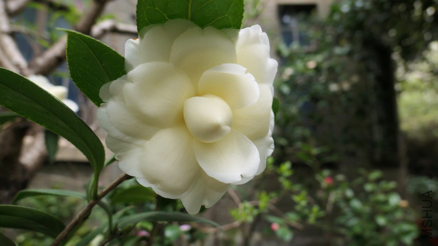 P1760558�ƴ�.jpg