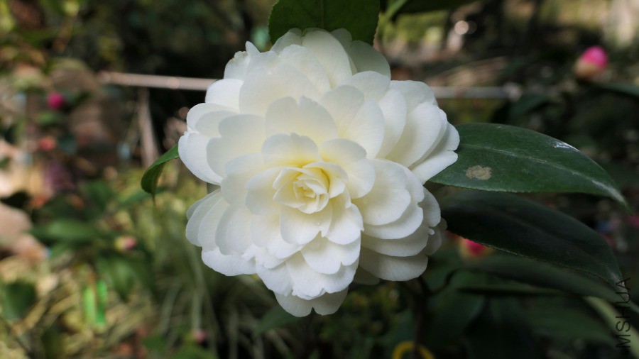 P1870006�ƴ�.jpg