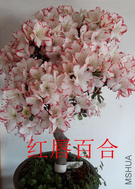 20190417_085419_����.jpg