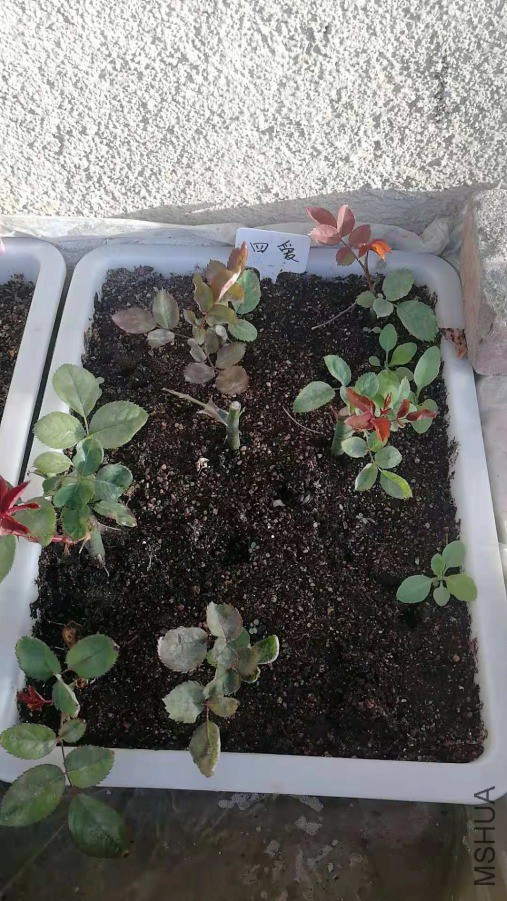 ΢��ͼƬ_20190417114859.jpg