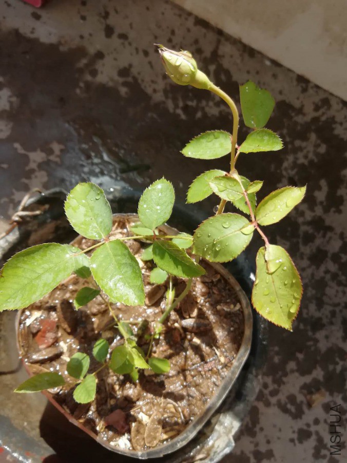 ΢��ͼƬ_20190417135649.jpg