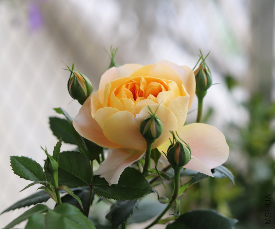 IMG_20190417_161757.jpg