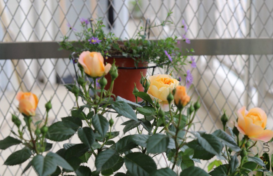 IMG_20190417_162238.jpg