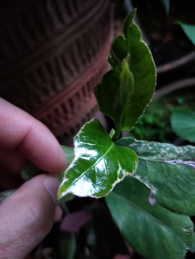 IMG20190413180115.jpg