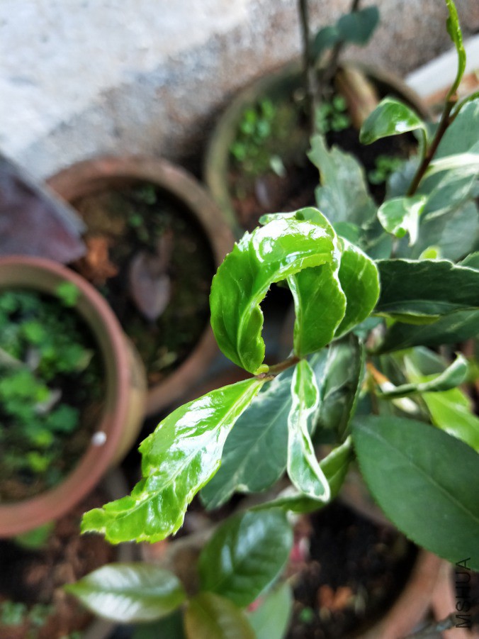 IMG20190417085033.jpg