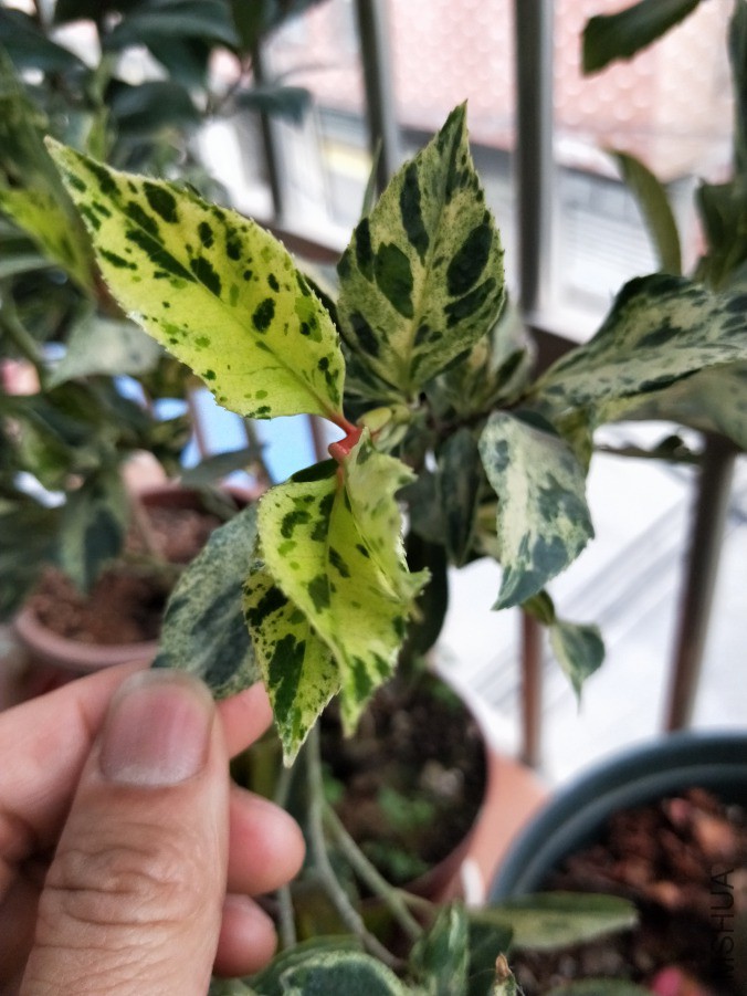 IMG20190417182559.jpg