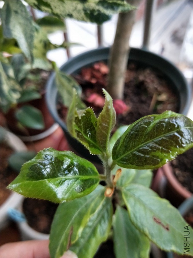 IMG20190417182606.jpg