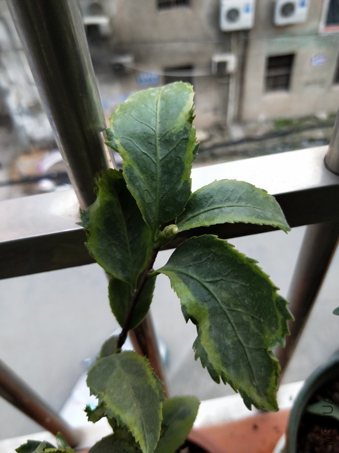 IMG20190417182639.jpg