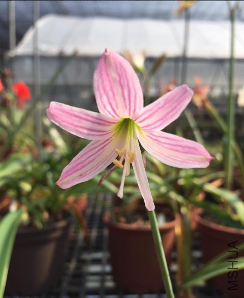 Hippeastrum idimae.jpg