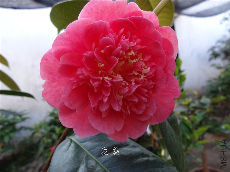 DSC04061.jpg