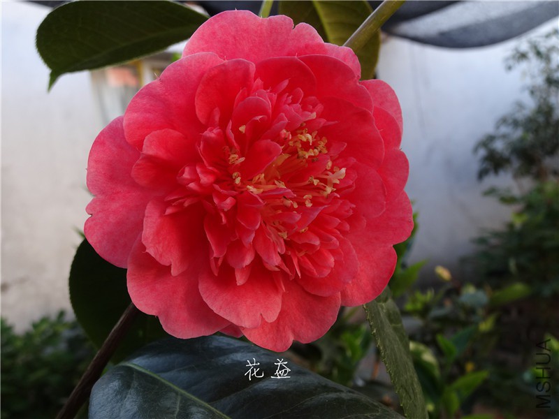 DSC04065.jpg