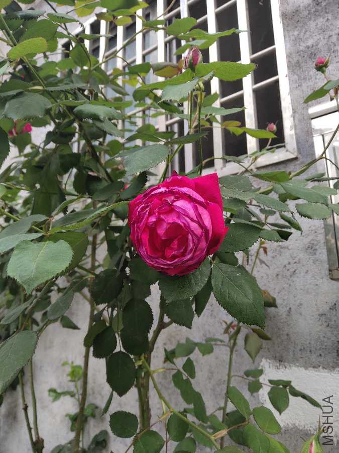 IMG_20190418_073959.jpg