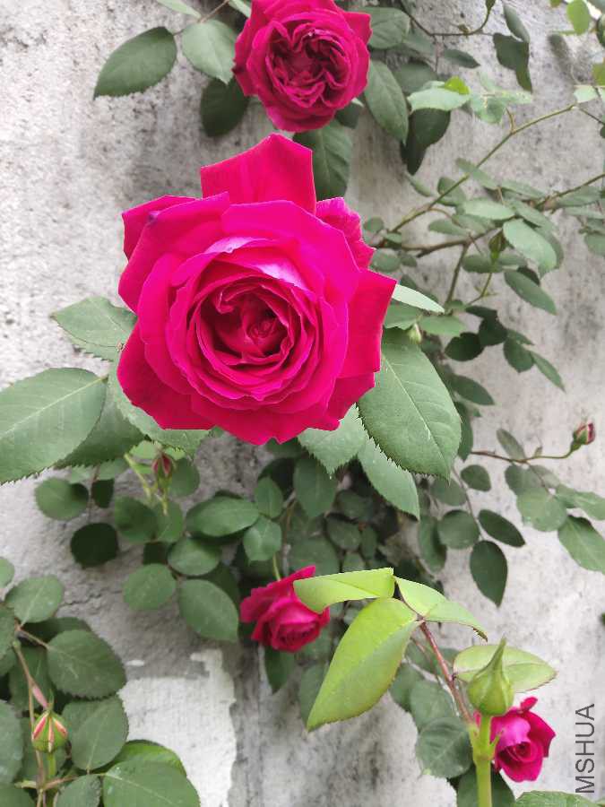 IMG_20190418_073902.jpg