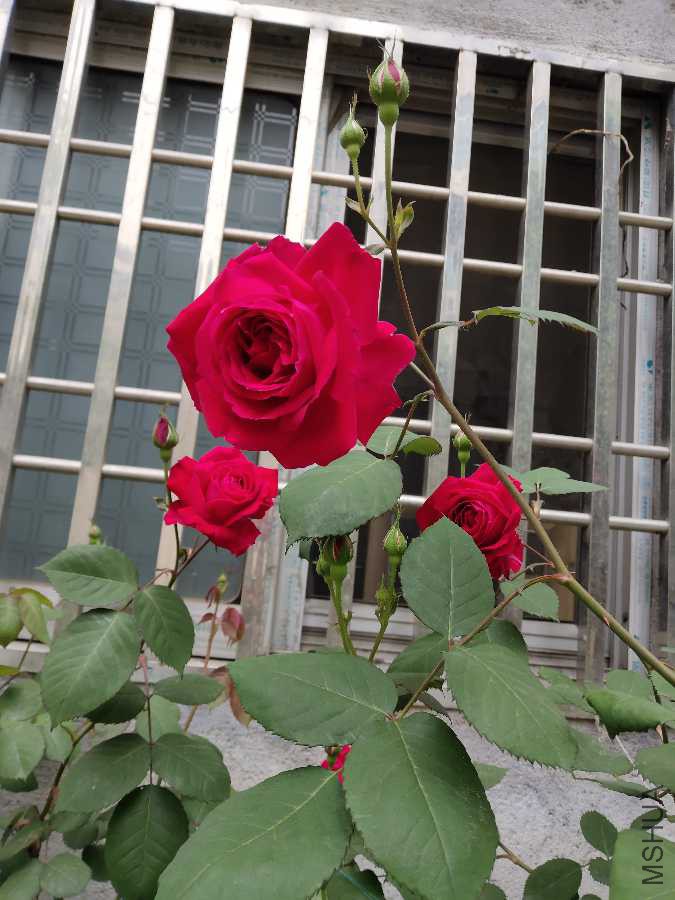 IMG_20190416_072706.jpg