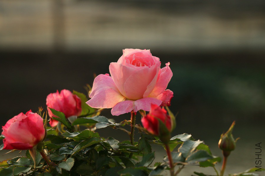 IMG_1281.jpg