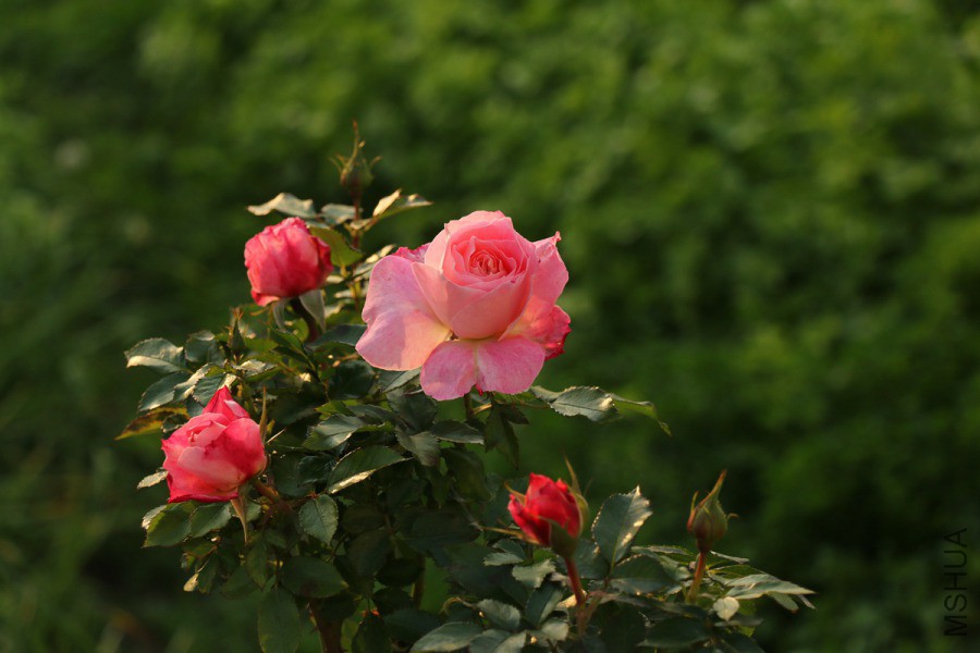IMG_1282.jpg
