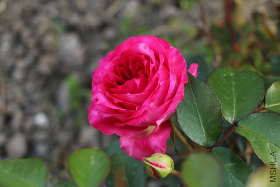 IMG_1298.jpg