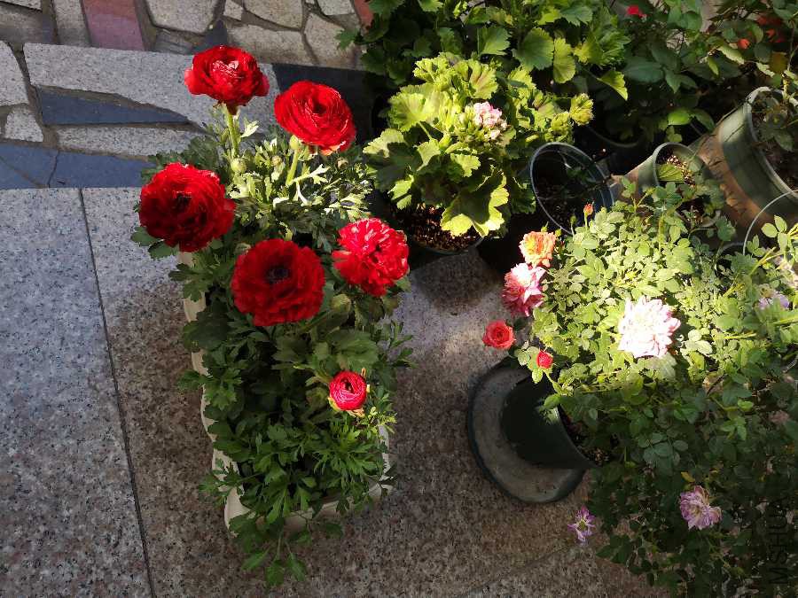 IMG_20190418_072725.jpg