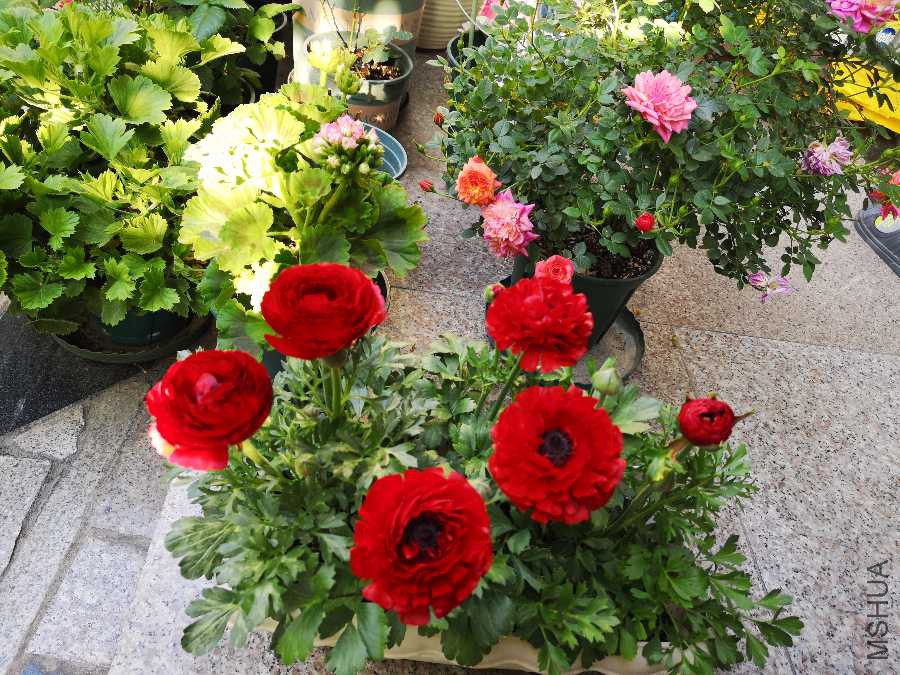 IMG_20190418_072605.jpg