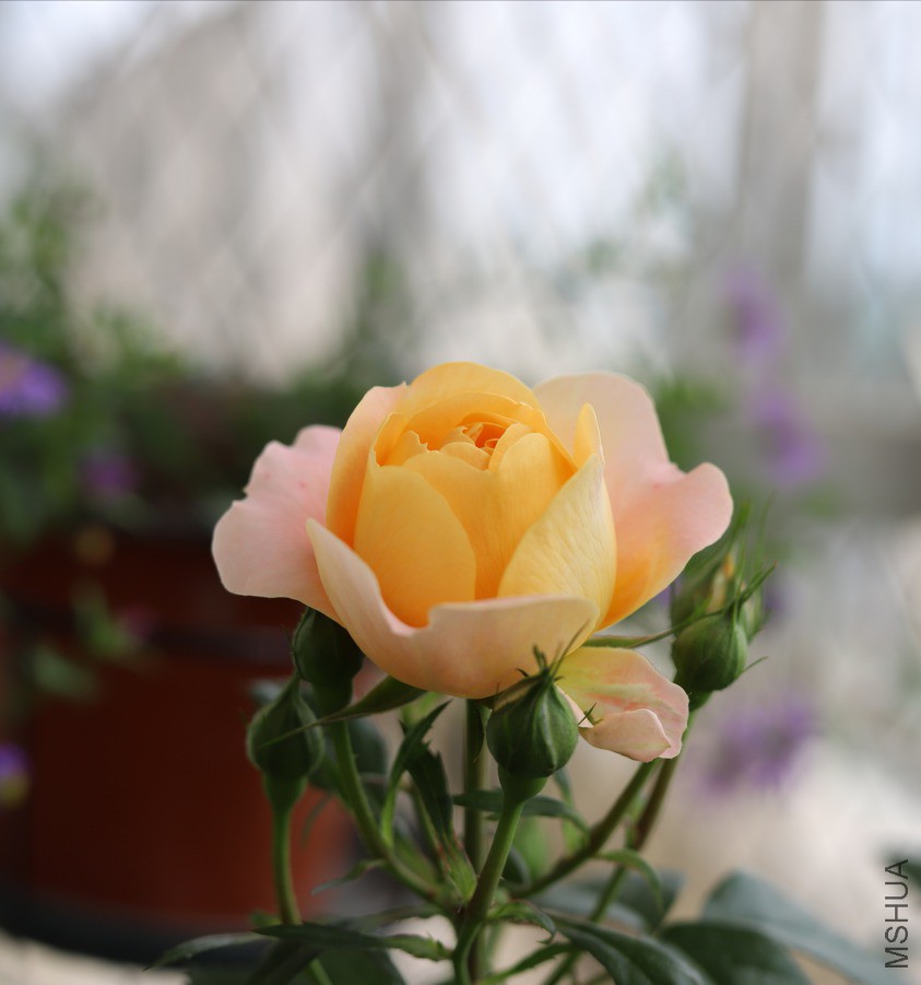 IMG_20190418_133814.jpg