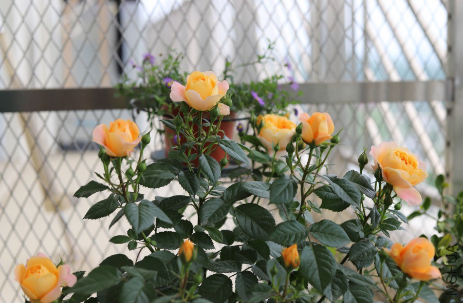 IMG_20190418_131143.jpg