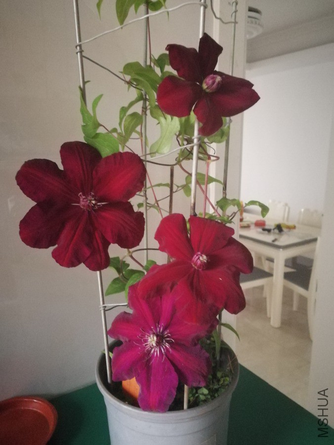 IMG_20190414_171339.jpg