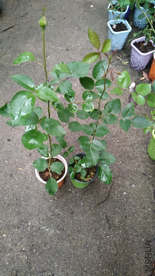 wx_camera_1555582614498.jpg
