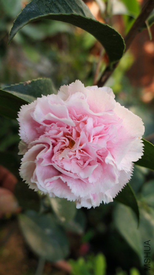 P1970394������.jpg