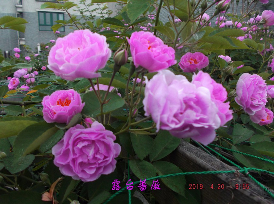 2019-4-20 011 ����w.jpg