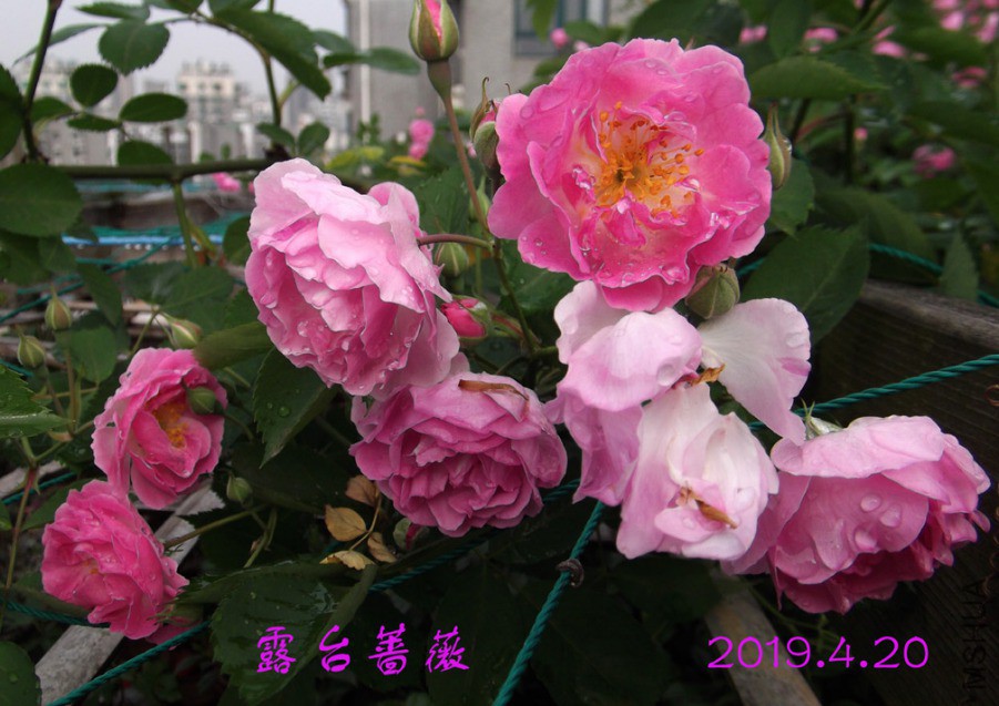 2019-4-20j25 006 ����w.jpg
