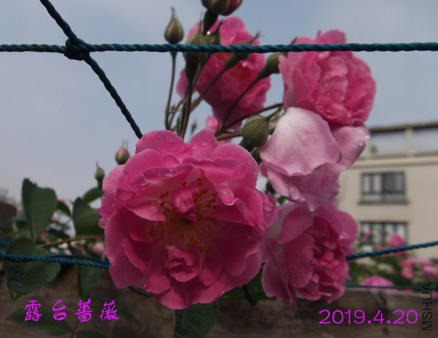 2019-4-20j25 016 ����w.jpg