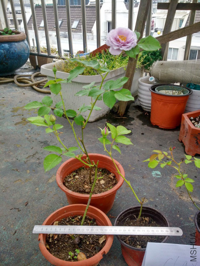 IMG_20190420_165446_HDR.jpg