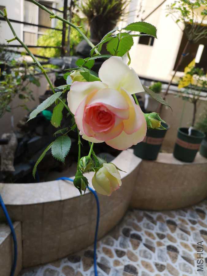 IMG_20190414_092654.jpg