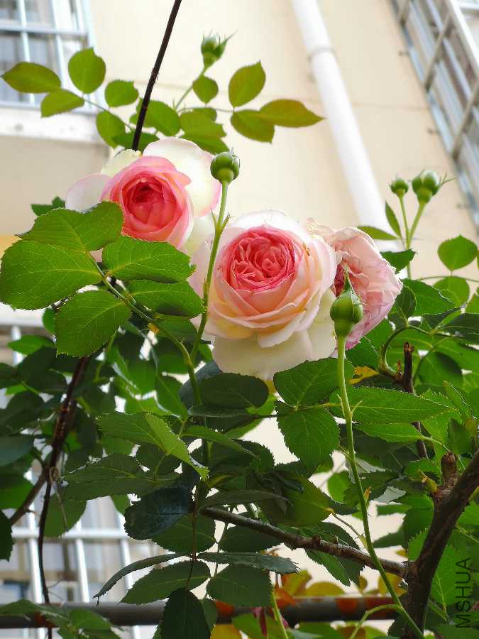 IMG_20190412_095535.jpg