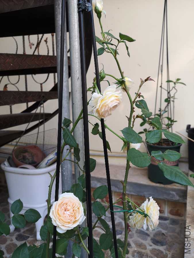 IMG_20190420_174339.jpg