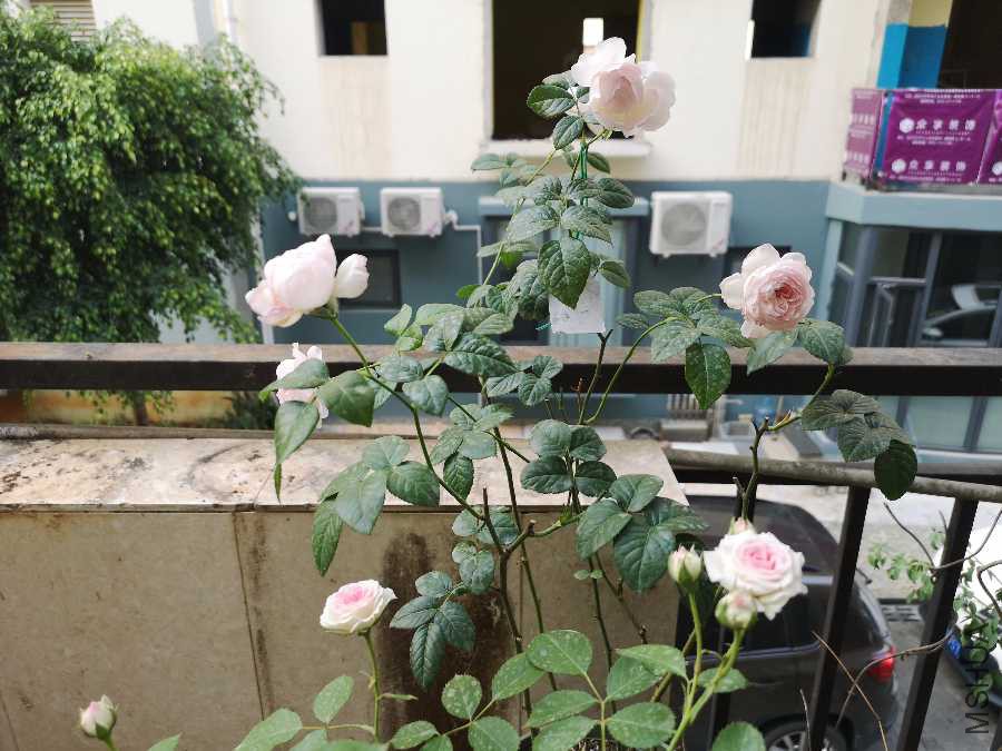 IMG_20190420_083300.jpg