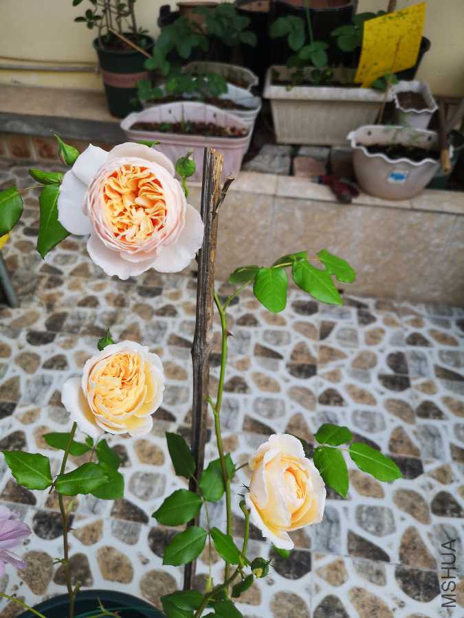 IMG_20190420_083131.jpg