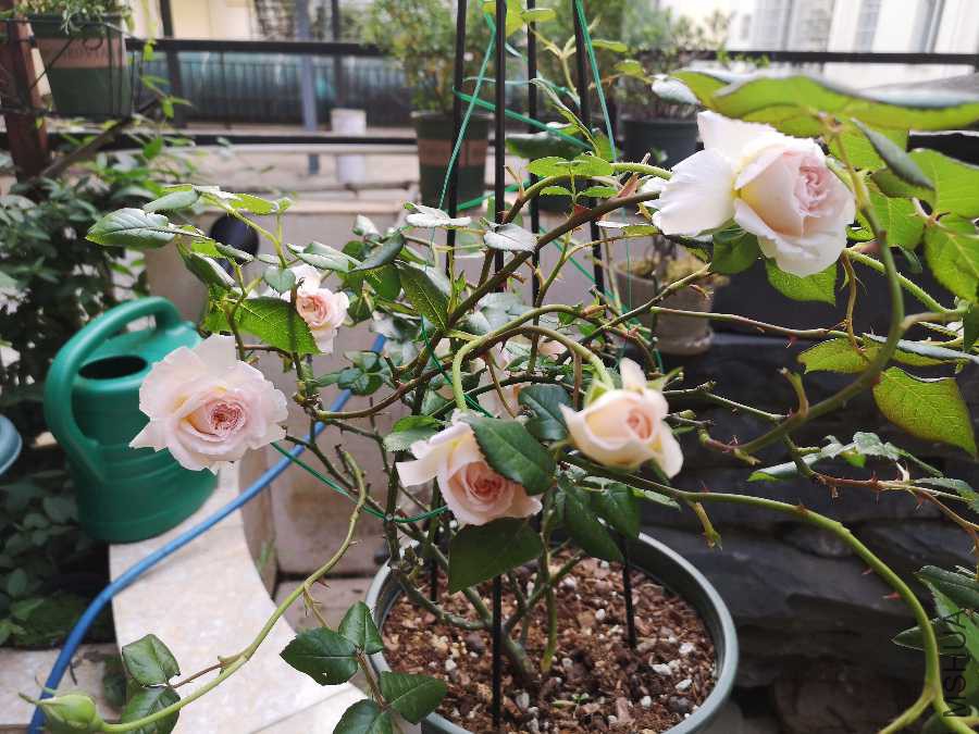 IMG_20190420_083222.jpg