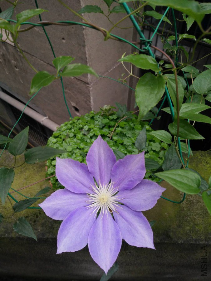 HF��