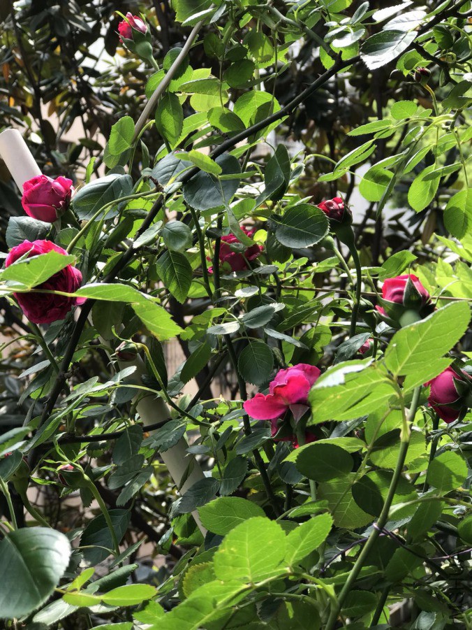 ΢��ͼƬ_201904202035487.jpg