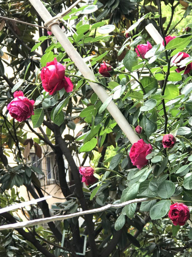 ΢��ͼƬ_201904202035483.jpg