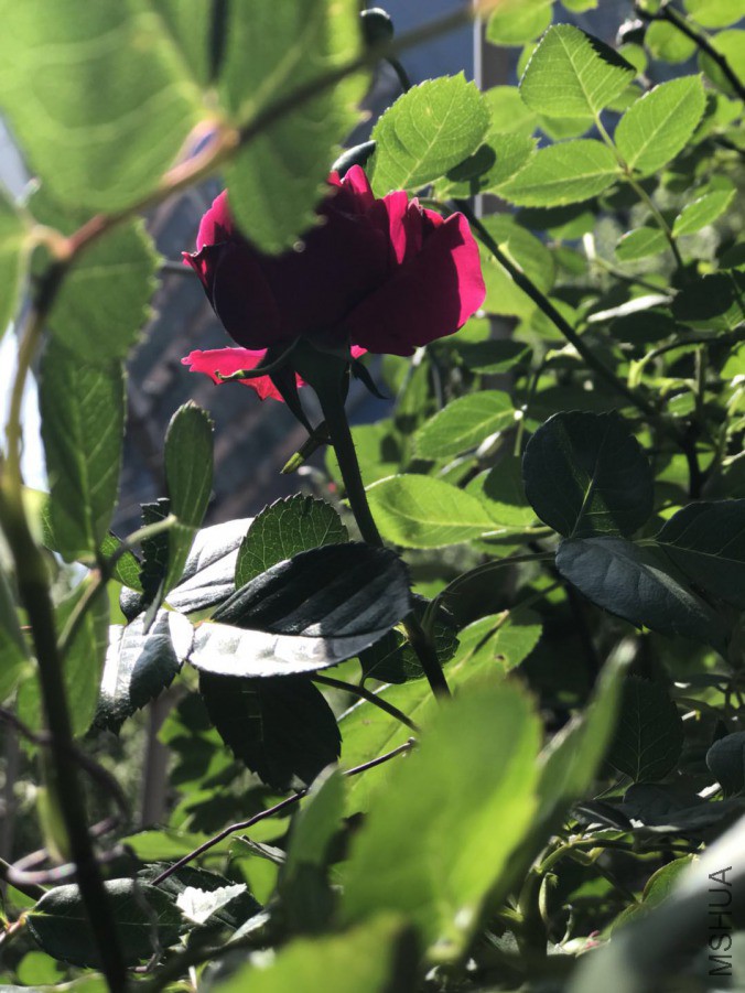 ΢��ͼƬ_2019042020354813.jpg